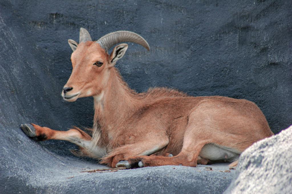 Ofiary ze zwierząt na&nbsp;Bałkanach